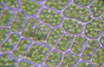 Chloroplast