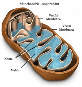 mitochondrie.jpg