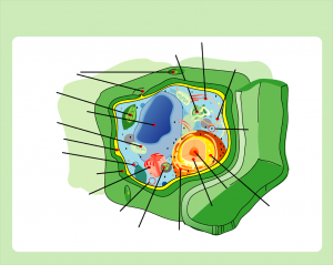 plant_cell_structure_no_text.png