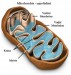 mitochondrie